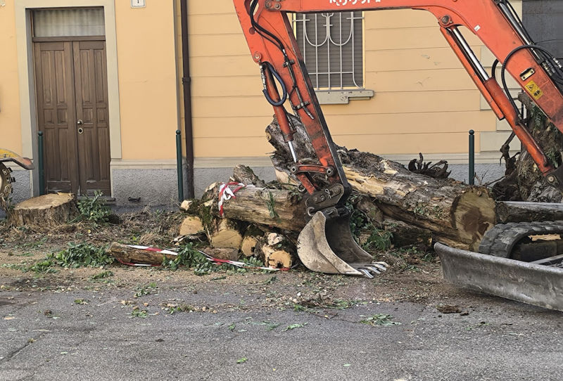 Taglio piante in via Montenero