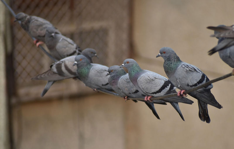 Piccioni Foto di Sandeep Handa da Pixabay