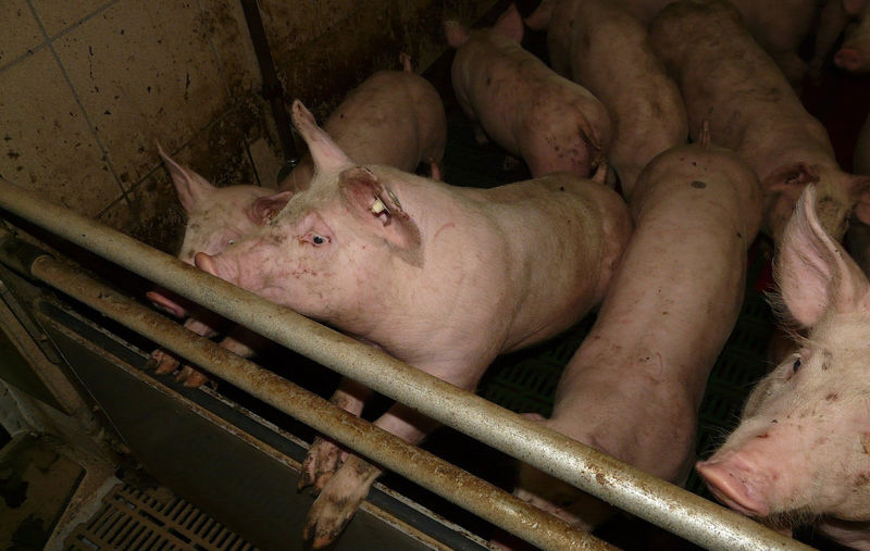 Allevamento suini Foto di Hans da Pixabay
