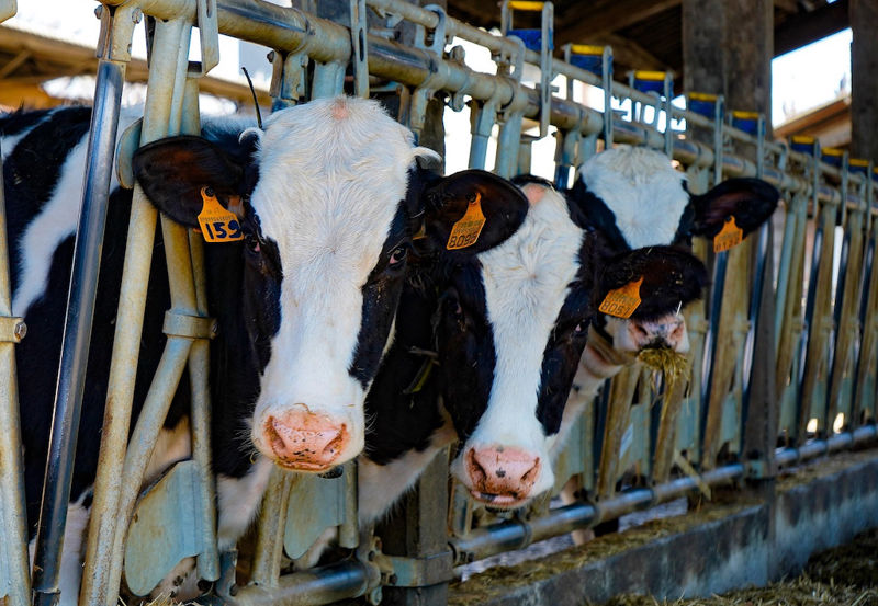 Mucche allevamento Foto di Paskvi da Pixabay