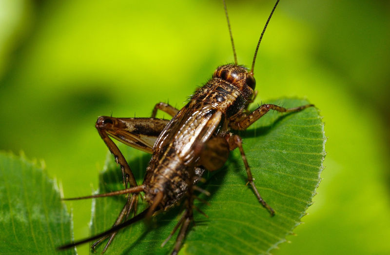 Grillo Foto di Wally da Pixabay