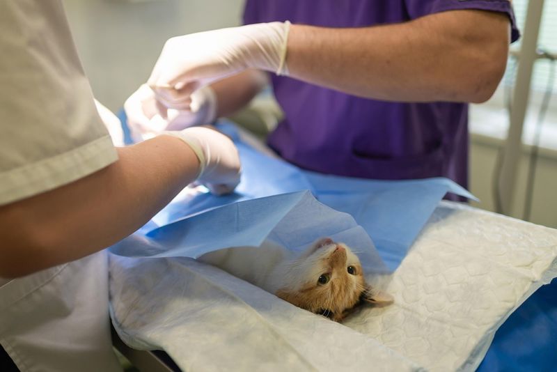 Pronto soccorso veterinario