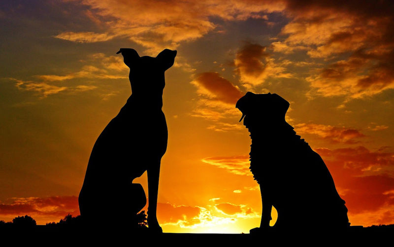 Cani ambulatorio veterinario