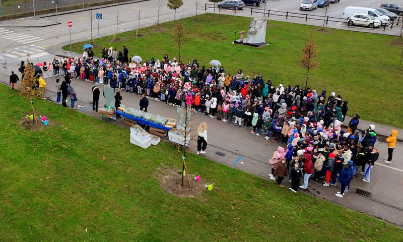 Festa Albero Casalmaggiore