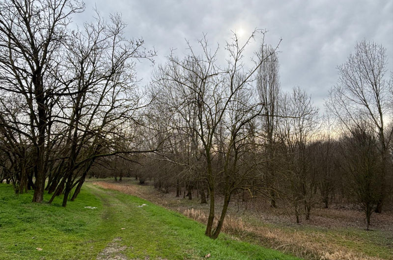 Bosco filtro Spinadesco