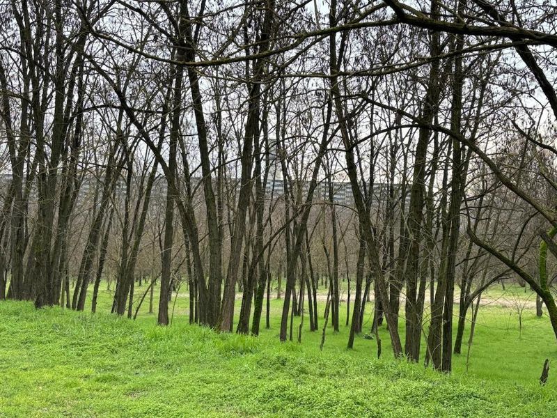 Bosco filtro Spinadesco